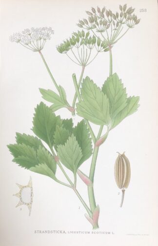 STRANDLOKA, Ligusticum scothicum Nordens Flora 1922 nr. 253