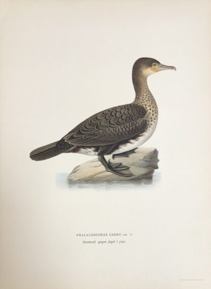 Svenska Fåglar Von Wright, STORSKARV, Phalacrocorax carbo