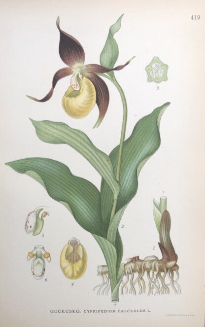 Lady´s Slipper, GUCKUSKO, Cypripedium calceolus Nordens Flora 1922 nr. 419