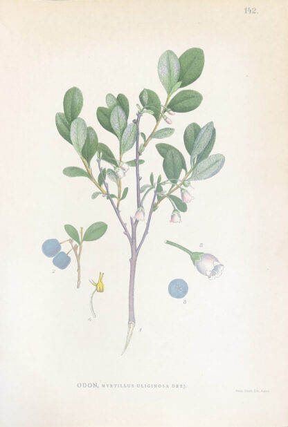 ODON, Vaccinium uliginosum Nordens Flora 1905 nr. 142