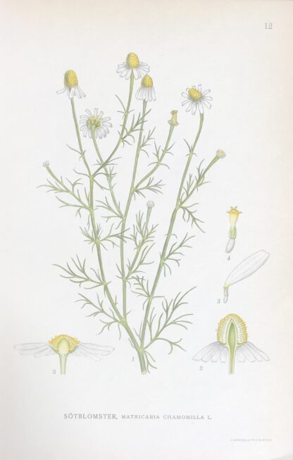 KAMOMILL, Matricaria recutita Nordens Flora 1922 nr. 12