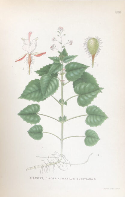 DVÄRGHÄXÖRT, Circaea alpina Nordens Flora 1922 nr. 336