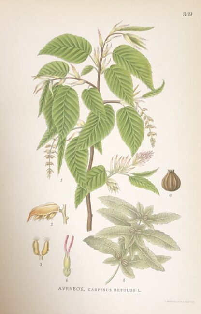 AVENBOK, Carpinus betulus Nordens Flora 1922 nr. 369