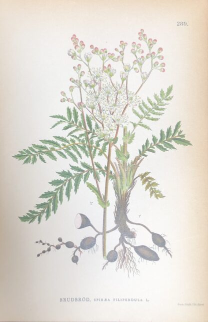 BRUDBRÖD, Filipendula vulgaris  Nordens Flora 1905 nr. 289