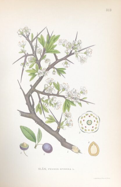 SLÅN, Prunus spinosa Nordens Flora 1922 nr. 313