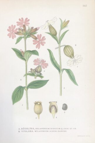 RÖDBLÄRA, Silene dioica & VITBLÄRA, Silene latifolia Nordens Flora 1922 nr. 342