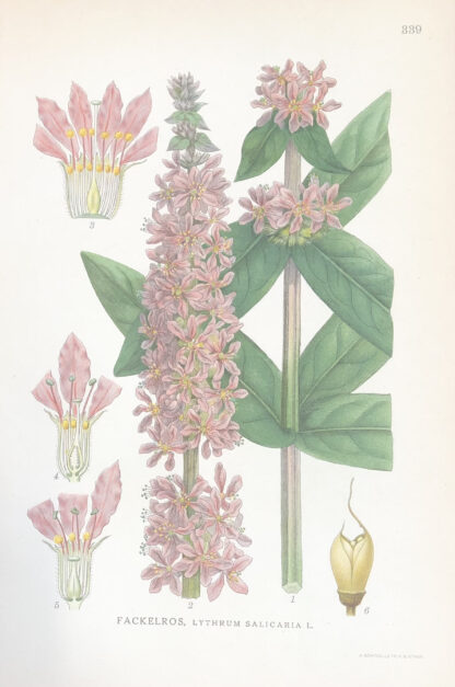 FACKELBLOMSTER, Lythrum salicaria Nordens Flora 1922 nr. 339