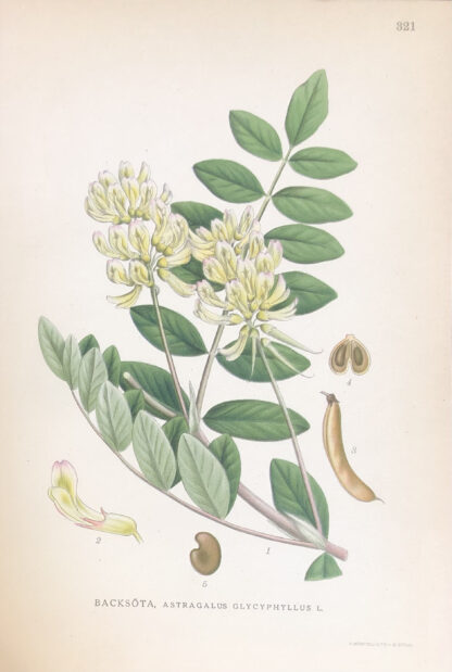 SÖTVEDEL, Astragalus glycyphyllo Nordens Flora 1922 nr. 321