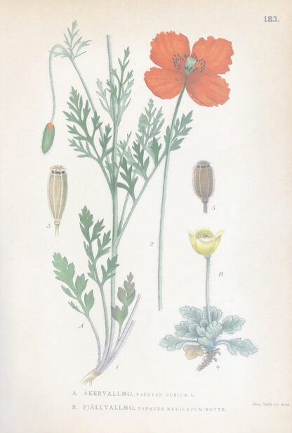 RÅGVALLMO, Papaver dubium & FJÄLLVALLMO, Papaver radicatum Nordens Flora 1905 nr. 183