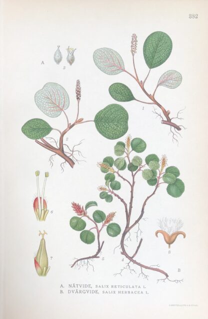 NÄTVIDE, Salix reticulata & DVÄRGVIDE, S. herbacea Nordens Flora 1922 nr. 382