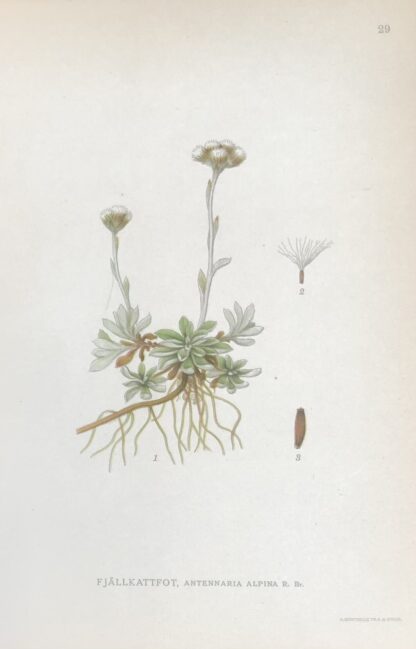 FJÄLLKATTFOT, Antennaria alpina Nordens Flora 1922 nr. 29