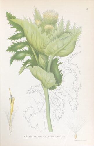 KÅLTISTEL, Cirsium oleraceum Nordens Flora 1922 nr. 3
