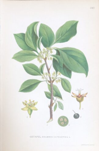 GETAPEL, Rhamnus cathartica Nordens Flora 1922 nr. 240