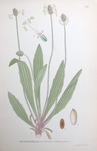 SVARTKÄMPAR, Plantago lanceolata Nordens Flora 1922 nr. 127