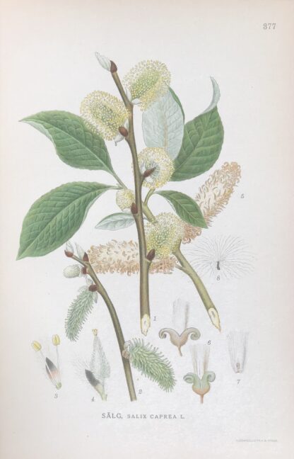 SÄLG, Salix caprea Nordens Flora 1922 nr. 377