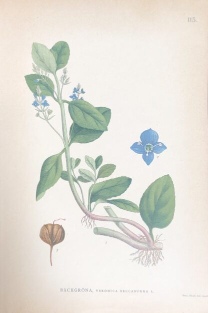 Botanisk plansch: BÄCKVERONIKA, European speedwell - Veronica beccabunga Nordens Flora 1905 nr. 115