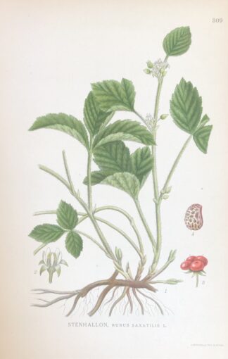 STENBÄR, Rubus saxatilis Nordens Flora 1922 nr. 309