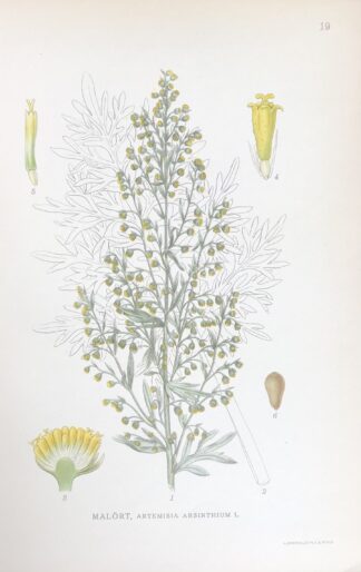 MALÖRT, Artemisia absinthium Nordens Flora 1922 nr. 19