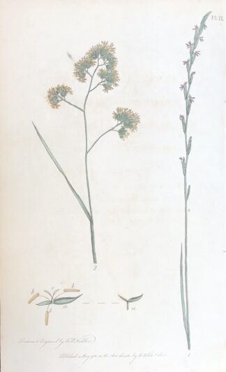 Letters on the Elements on Botany Botanisk plansch nr 9 ENGELSKT RAJGRÄS, Lolium perenne