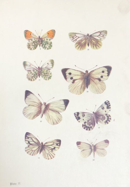 Engelsk plansch med fjärilar i färg  Lepidoptera plansch nr. 2 AURORAFJÄRIL, Anthocharis cardamines & RAPSFJÄRIL, Pieris napi & KÅLFJÄRIL, Pieris brassicae & GRÖNFLÄCKIG VITFJÄRIL, Pontia daplidice & SKOGSVITVINGE, Leptidea sinapis