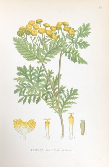RENFANA, Tanacetum vulgare Nordens Flora 1922 nr. 16