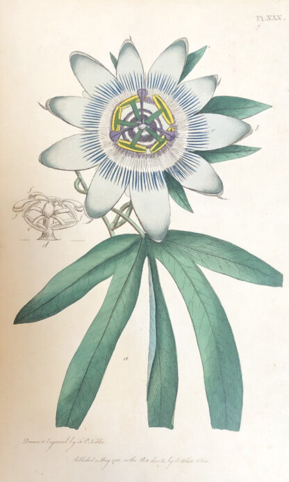 Letters on the Elements: BLÅ PASSIONSBLOMMA, Passiflora caerulea
