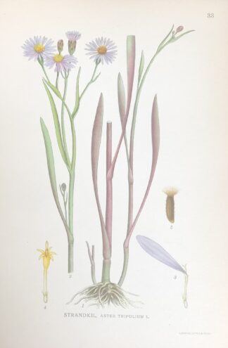 STRANDASTER, Tripolium vulgare Nordens Flora 1922 nr. 33