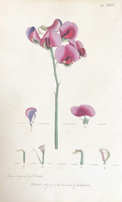 Letters on the Elements on Botany Botanisk plansch nr 6 ROSENVIAL, Lathyrus latifolius