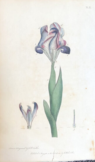 Letters on the Elements on Botany Botanisk plansch nr. 10 DVÄRGIRIS, Iris pumila