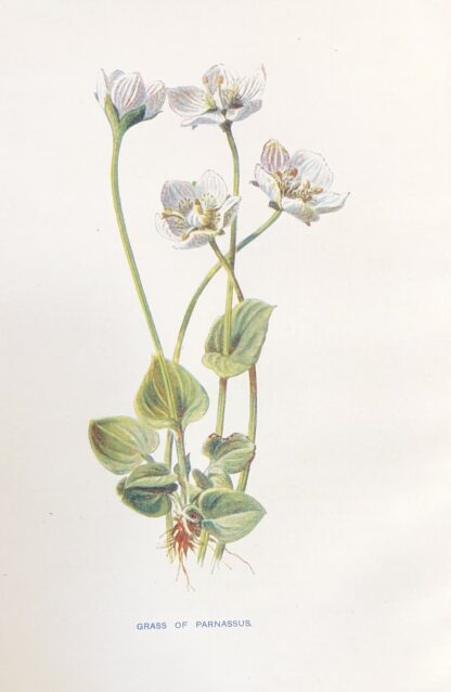 Engelsk antik print med blomma Botanisk plansch av F. E. Hulme Grass of Parnassus - SLÅTTERBLOMMA, Parnassia palustris