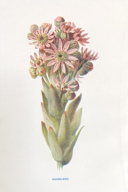 HOUSELEEK. Engelsk antik print med blomma Botanisk plansch av F. E. Hulme TAKLÖK, Sempervivum tectorum