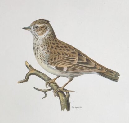 Woodlark, Trädlärka - Ornitologisk plansch ur Svenska Fåglar av von Wright