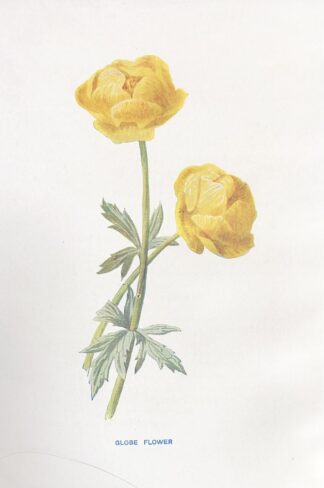 Engelsk antik print med blomma Botanisk plansch av F. E. Hulme SMÖRBOLL, Trollius europaeus
