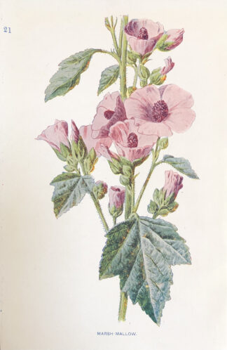 Engelsk antik print med blomma Botanisk plansch av F. E. Hulme Marsh Mallow - LÄKEMALVA, Althaea officinalis