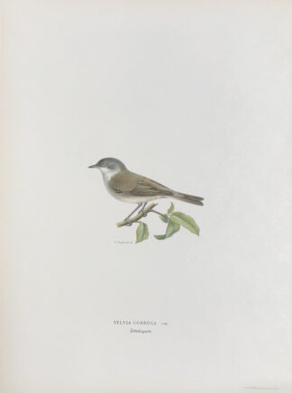 Färglitografisk fågelplansch, ÄRTSÅNGARE, Svenska Fåglar av Von Wright