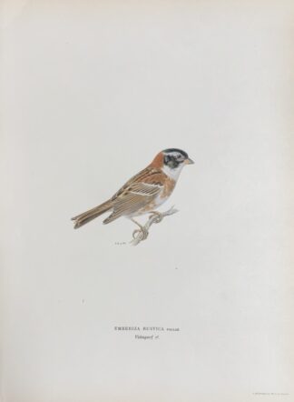 Färglitografisk fågel plansch, VIDESPARV, Emberiza rustica Svenska Fåglar av Von Wright