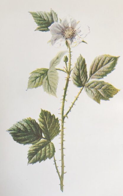 Engelsk antik print med blomma Botanisk plansch av F. E. Hulme Dewberry - BLÅHALLON, Rubus caesius