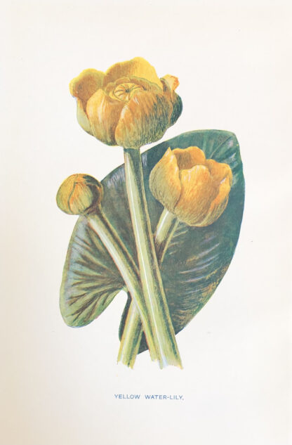 Engelsk antik print med blomma Botanisk plansch av F. E. Hulme Yellow Water-Lily - GUL NÄCKROS, Nuphar lutea