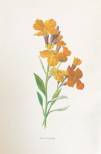 Engelsk antik print med blomma Botanisk plansch av F. E. Hulme Wallflower - GYLLENLACK, Erysimum cheiri