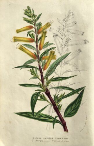 Botanisk plansch i original ur Flore des serres et des jardins de l’Europe: Cuphea eminens