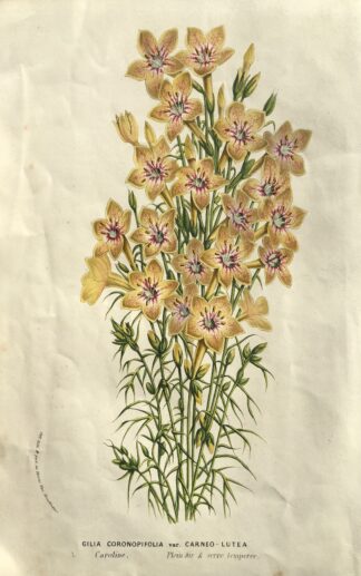 Botanisk plansch i original ur Flore des serres et des jardins de l’Europe: Gilia coronopifolia