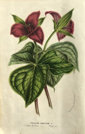Botanisk plansch i original ur Flore des serres et des jardins de l’Europe: PURPURTREBLAD, Trillium erectum