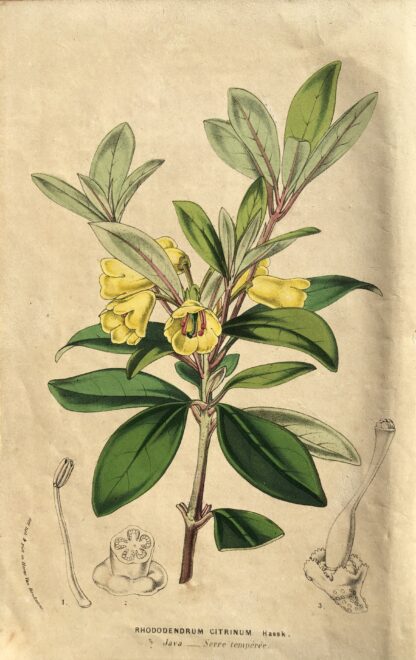 Botanisk plansch i original ur Flore des serres et des jardins de l’Europe: Rhododendron citrinum
