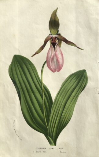 Botanisk plansch i original ur Flore des serres et des jardins de l’Europe: Cypripedium acaule