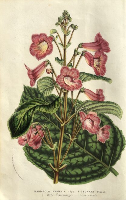 Botanisk plansch i original ur Flore des serres et des jardins de l’Europe: Mandirola (naegelia picturata)