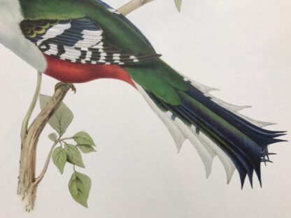 Cuban Trogon. Plansch med exotisk fågel av John Gould KUBATROGON, Priotelus temnurus