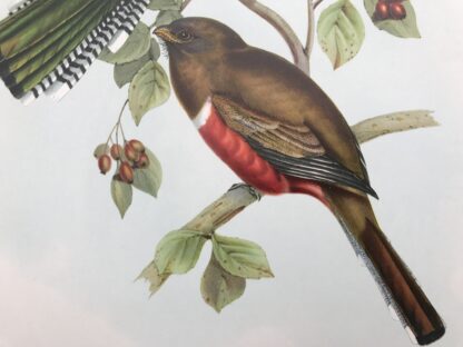 Collared Trogon. Plansch med exotisk fågel av John Gould HALSBANDSTROGON, Trogon collaris