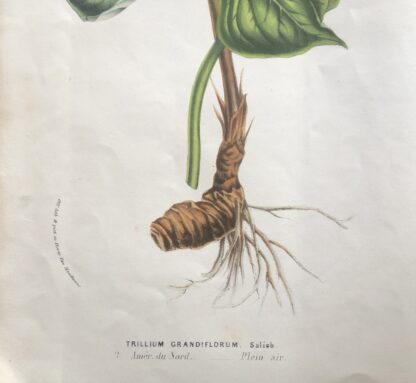 Botanisk plansch i original ur Flore des serres et des jardins de l’Europe: STORT TREBLAD,Great white trillium - Trillium grandiflorum
