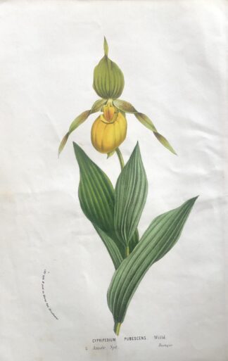 Botanisk plansch i original ur Flore des serres et des jardins de l’Europe: Yellow Lady´s slipper - Cypripedium parviflorum