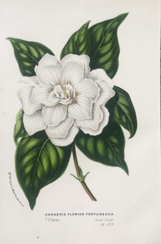 Botanisk plansch i original ur Flore des serres et des jardins de l’Europe: GARDENIA JASMINOIDES, FLORIDA FORTUNEANA
